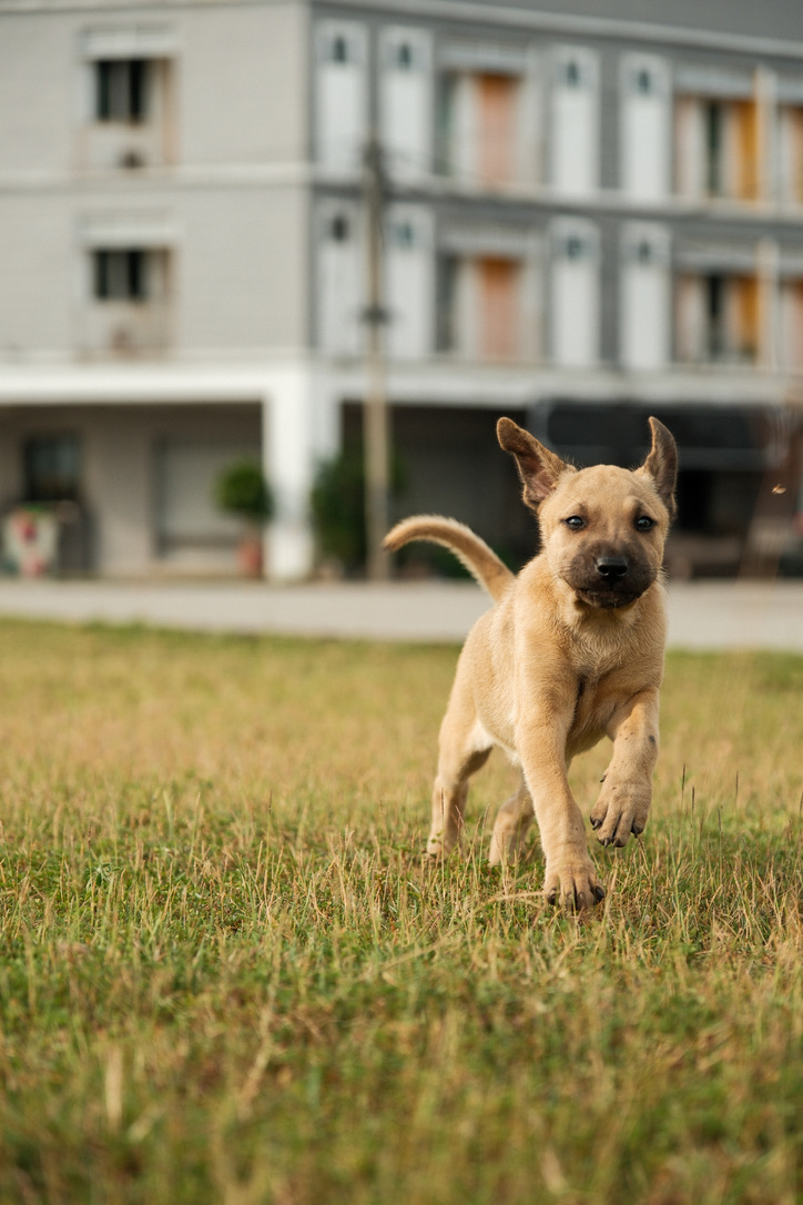 53261DA8 68FF 45B9 B1CA 1FDF6C8C4AC7_1_105_c